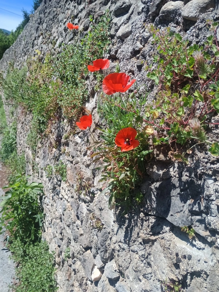 COQUELICOTS