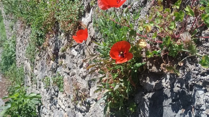 COQUELICOTS